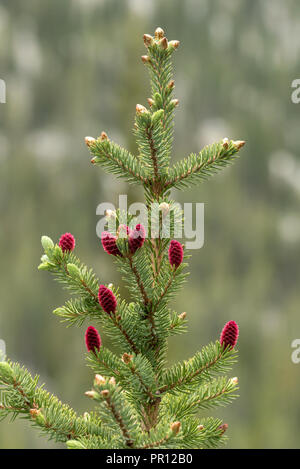 Sapin subalpin, montagnes Wallowa, Oregon. Banque D'Images