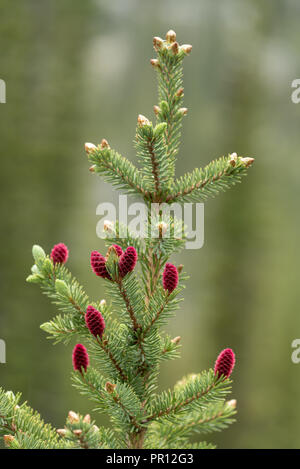 Sapin subalpin, montagnes Wallowa, Oregon. Banque D'Images