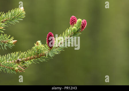 Branches et les cônes d'un sapin subalpin, montagnes Wallowa, Oregon. Banque D'Images