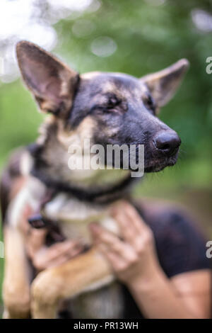 Funny dog avec les grandes oreilles sur fond d'arrière-plan flou en parc. L'été Banque D'Images