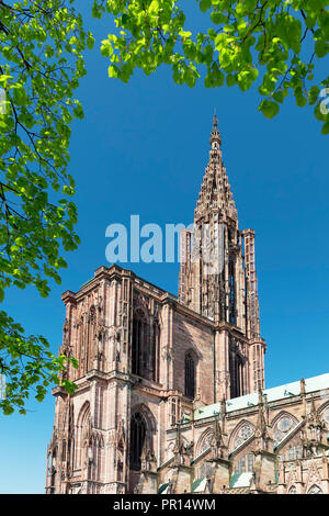 La Cathédrale Notre Dame, Site du patrimoine mondial de l'UNESCO, Strasbourg, Alsace, France, Europe Banque D'Images