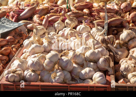 Nouvelle récolte de l'ail frais en vente sur le marché local en Provence, France close up Banque D'Images