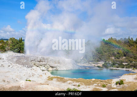 Pohutu geyser et les plumes du Prince de Galles geyser, réserve thermale de Whakarewarewa, Te Puia Valley, Rotorua, île du Nord, Nouvelle-Zélande, Pacifique Banque D'Images