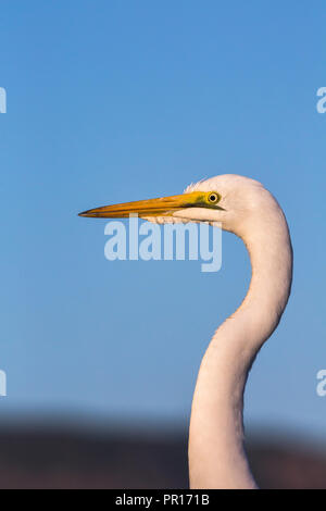 Grande aigrette (Ardea alba), Zimanga Private Game Reserve, KwaZulu-Natal, Afrique du Sud, l'Afrique Banque D'Images