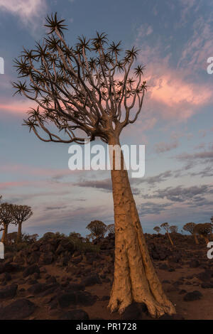 Dans Quiver Tree crépuscule (kokerboom) (Aloidendron dichotomum), (anciennement l'Aloe dichotoma), forêt Quiver Tree, Keetmanshoop, Namibie, Afrique Banque D'Images