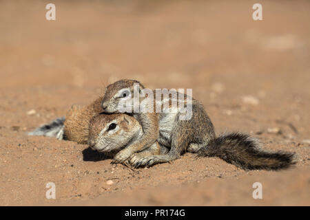 Les écureuils terrestres (Ha83 inauris), Kgalagadi Transfrontier Park, Northern Cape, Afrique du Sud, l'Afrique Banque D'Images