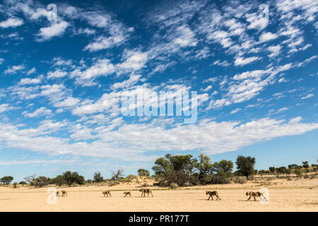 Lion (Panthera leo) pride en mouvement, Kgalagadi Transfrontier Park, Afrique du Sud, l'Afrique Banque D'Images