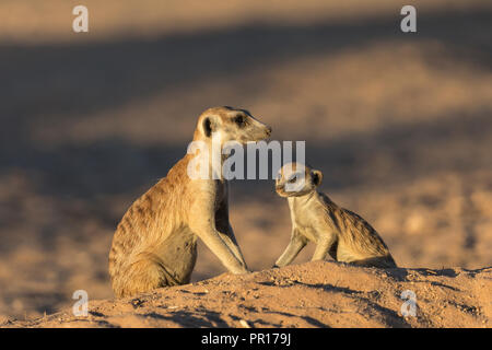 Les suricates (Suricata suricatta), Kgalagadi Transfrontier Park, Afrique du Sud, l'Afrique Banque D'Images