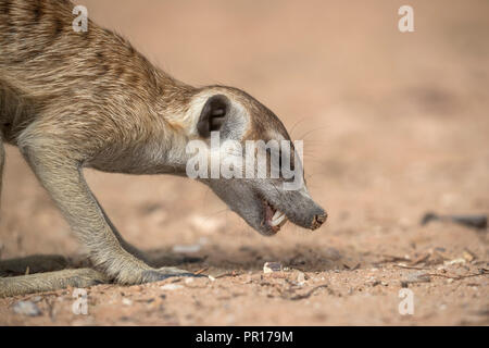 Meerkat (Suricata suricatta) de nourriture, Kgalagadi Transfrontier Park, Afrique du Sud, l'Afrique Banque D'Images