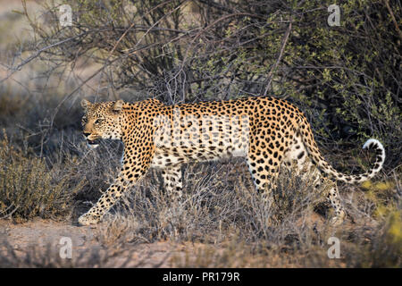 Leopard (Panthera pardus), Kgalagadi Transfrontier Park, Afrique du Sud, l'Afrique Banque D'Images
