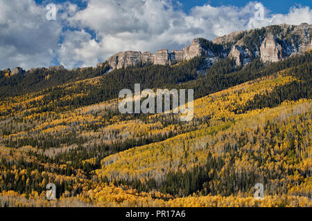 Les trembles jaunes à l'automne, l'Uncompahgre National Forest, Colorado, États-Unis d'Amérique, Amérique du Nord Banque D'Images