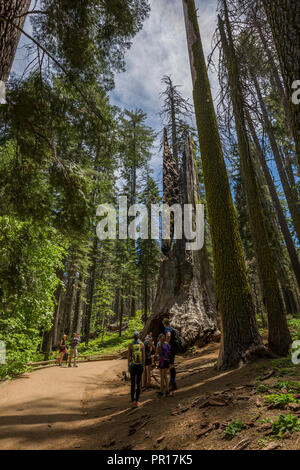 Voir l'arbre de séquoias géants en sentier Tuolumne Grove, Yosemite National Park, site du patrimoine mondial de l'UNESCO, en Californie, États-Unis d'Amérique Banque D'Images