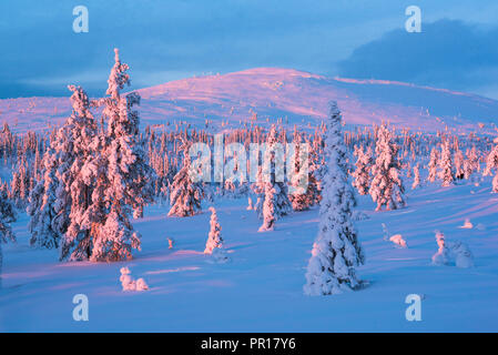 Paysage d'hiver enneigé au coucher du soleil, Parc National Pallas-Yllastunturi, Laponie, Laponie, Finlande, Europe Banque D'Images