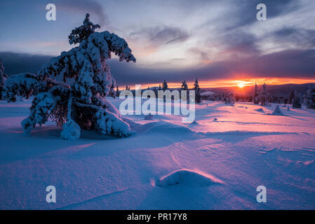 Paysage d'hiver enneigé au coucher du soleil, Parc National Pallas-Yllastunturi, Laponie, Laponie, Finlande, Europe Banque D'Images