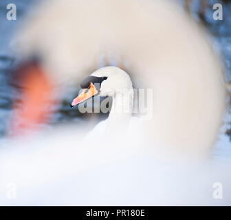 Cygne au Llanmynech sur la frontière de l'Angleterre et au Pays de Galles, Royaume-Uni, Europe Banque D'Images