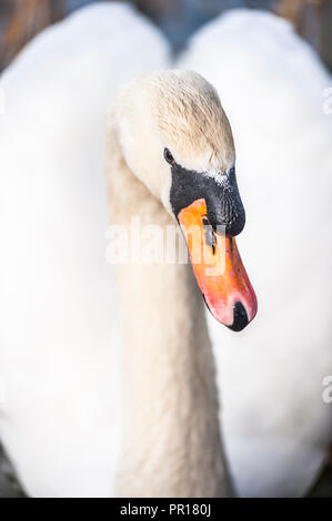 Cygne au Llanmynech sur la frontière de l'Angleterre et au Pays de Galles, Royaume-Uni, Europe Banque D'Images