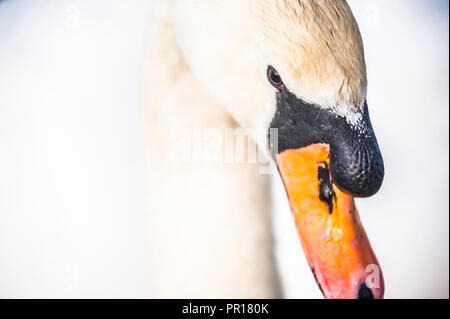 Cygne au Llanmynech sur la frontière de l'Angleterre et au Pays de Galles, Royaume-Uni, Europe Banque D'Images