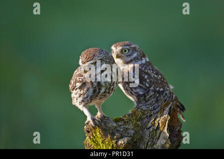 Une paire de deux petits hiboux, Athene noctua, photographié à la Les Gibbon petit hibou photography hide, East Yorkshire. Banque D'Images