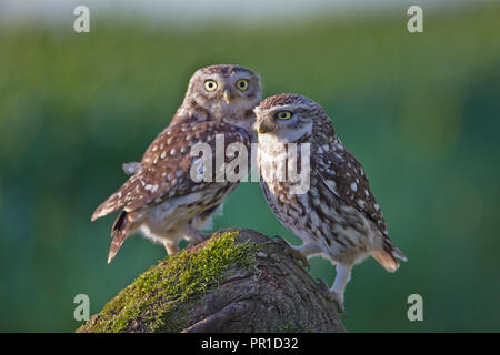 Une paire de deux petits hiboux, Athene noctua, photographié à la Les Gibbon petit hibou photography hide, East Yorkshire. Banque D'Images