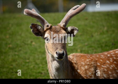 Safari Park, West Midlands, England, daims, cervidés Banque D'Images