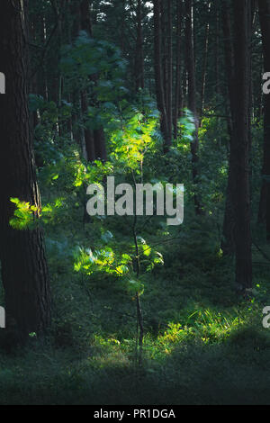 Sombre et Moody, magique, conte de forêt de pins avec de jeunes mountain ash, Rowan, Sorbus aucuparia arbre. Pinewood mystérieux la nuit. Occidentale, Pologne Banque D'Images