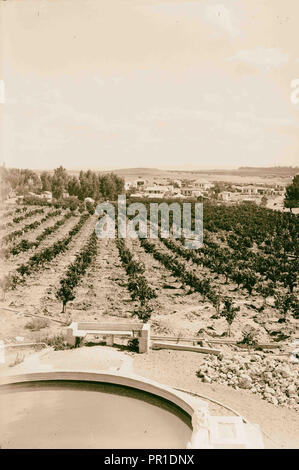 Les colonies sionistes sur Sharon. Borochov. Montrant culture orange. 1920, Israël Banque D'Images