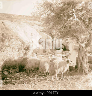 Des moutons paissant sur les collines de Judée. 1898, au Moyen-Orient, Israël et/ou Palestine Banque D'Images