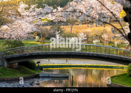 Billet pour voir fleur de cerisier en fleur, parc Hamamatsu Shizuoka, Japon Banque D'Images