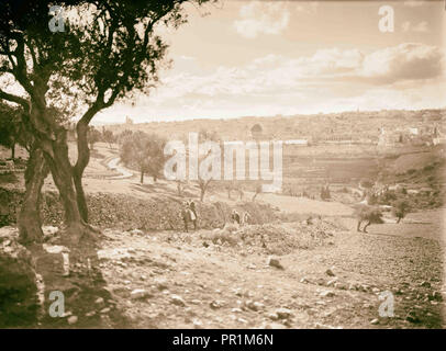 Jérusalem, de pentes d'Olivet, camel venant jusqu'à la colline 1934, Israël Banque D'Images