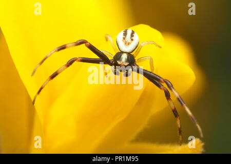 Araignée crabe (Misumena vatia) mâle en position défensive sur gorse fleur. Tipperary, Irlande Banque D'Images