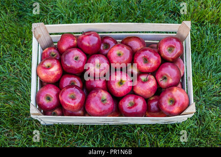Gros plan d'une caisse à pommes fraîches sur l'herbe : pommes Gala Banque D'Images