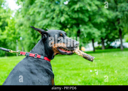 Pinceau Doberman Couché Sur L'herbe Verte Avec Clôture Métallique