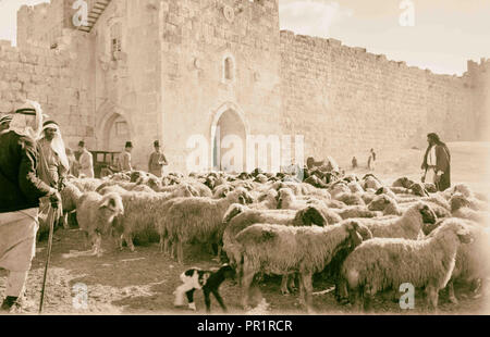 Des brebis, à l'extérieur de la porte d'Hérode. 1898, Jérusalem, Israël Banque D'Images