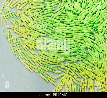 Colonie bactérienne Bacillus megaterium, couleur de l'analyse des électrons Microphotographie (SEM). Cette forme de tige des bactéries Gram positif se retrouve dans le sol. C'est l'une des plus grandes cellules bactériennes, mesurant jusqu'à 4 micromètres de longueur. À cause de cela il est un organisme de recherche populaire pour les bactéries. Agrandissement : x2000 lors de l'impression à 10 centimètres de large. Banque D'Images