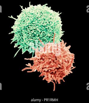 Les lymphocytes T au repos. Couleur de l'analyse des électrons Microphotographie (SEM) de lymphocytes T au repos à partir d'un échantillon de sang humain. Les lymphocytes T, ou cellules T, sont un type de globules blancs et les composants du système immunitaire du corps. Ils mûrissent dans le thymus. Les lymphocytes T reconnaissent un site spécifique sur la surface d'agents pathogènes ou d'objets étrangers (antigènes), lier, et devenir activé afin de produire des anticorps ou des cellules à éliminer que l'antigène. Avec la permission du Professeur Greg spécimen Tours, University College London, UK. Agrandissement : x7000 lors de l'impression à 10 centimètres de large. Banque D'Images