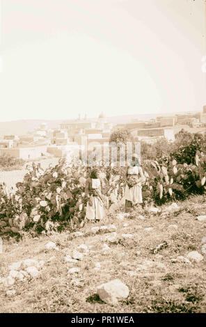 Cana de Galilée. 1898, Israël, Kafr Kannā Banque D'Images