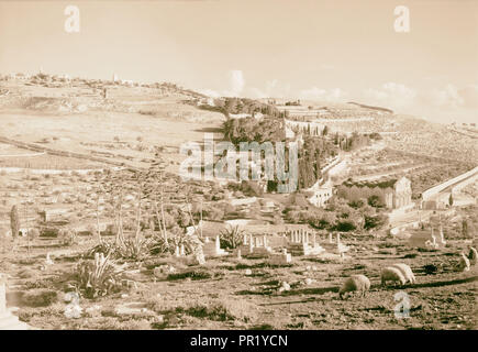 Gethsémani & Olivet avec les plantes en premier plan 1940 siècle, Jérusalem, Israël Banque D'Images