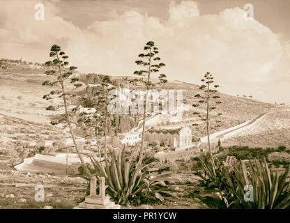 Gethsémani & Olivet avec les plantes en premier plan 1940 siècle, Jérusalem, Israël Banque D'Images