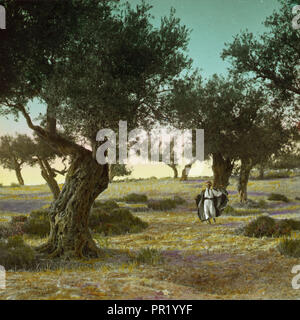 Arbres et arbustes, de vieux oliviers (Olea europaea L.). En 1925, le Moyen-Orient, Israël et/ou Palestine Banque D'Images