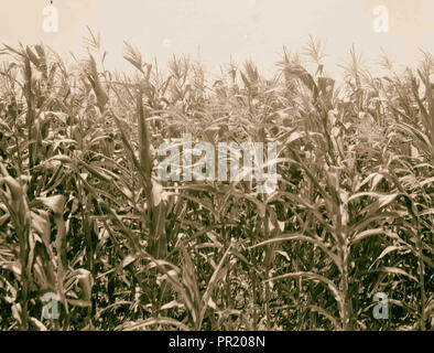 L'agriculture dans l'Égypte. Maïs, blé d'Inde. (Zea mays). Croissance luxuriante le long du Nil. 1934, l'Égypte