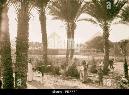 L'Égypte. Types d'agriculture. Champs de maïs & palmgrove (pyramides vu[thro ugh] palms). 1934, l'Égypte Banque D'Images