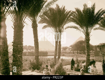 L'Égypte. Types d'agriculture. Champs de maïs & palmgrove (pyramides vu par palms). 1934, l'Égypte Banque D'Images