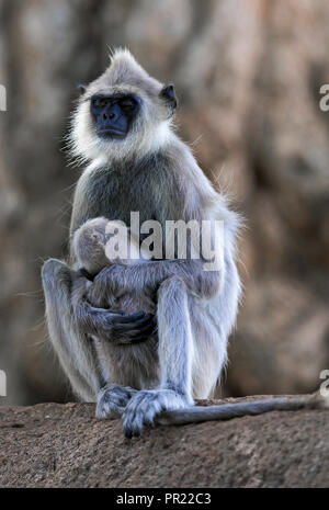 Singe de langur gris touffeté (Semnopithecus priam) qui s'endormit en allaitant bébé, Sri Lanka Banque D'Images