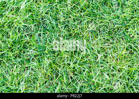 Domaine de l'herbe fraîche, verte vue d'en haut, en arrière-plan Banque D'Images