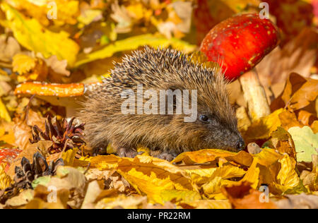 En automne, hérisson, sauvages, indigènes en hérisson européen ou coloré d'automne feuilles d'automne. Nom scientifique : Erinaceus Europaeus. L'horizontale. Banque D'Images