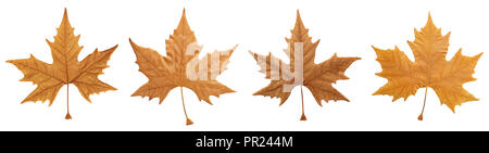 Automne feuilles séchées isolé sur fond blanc Banque D'Images