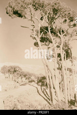 Jebel Sunnin & Beskinta village. La route à l'entrée à Beskinta. 1945, Liban, Biskintā Banque D'Images