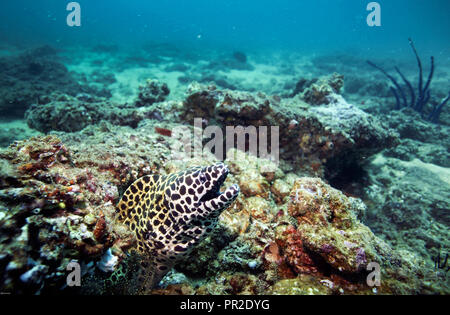 Moray lacé (Gymnothorax favagineus) sur le récif de corail sous l'eau au large de la côte de Negombo, Sri Lanka Banque D'Images