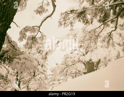 Parmi les cèdres, Cedar Grove. 1946, au Liban Banque D'Images