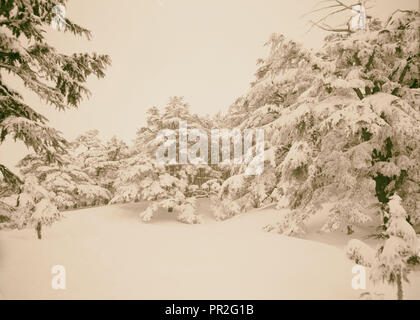 Parmi les cèdres, Cedar Grove. 1946, au Liban Banque D'Images